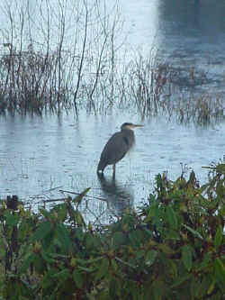 060118_blueheron.jpg (117736 bytes)