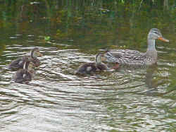 060522_ducks.jpg (126189 bytes)